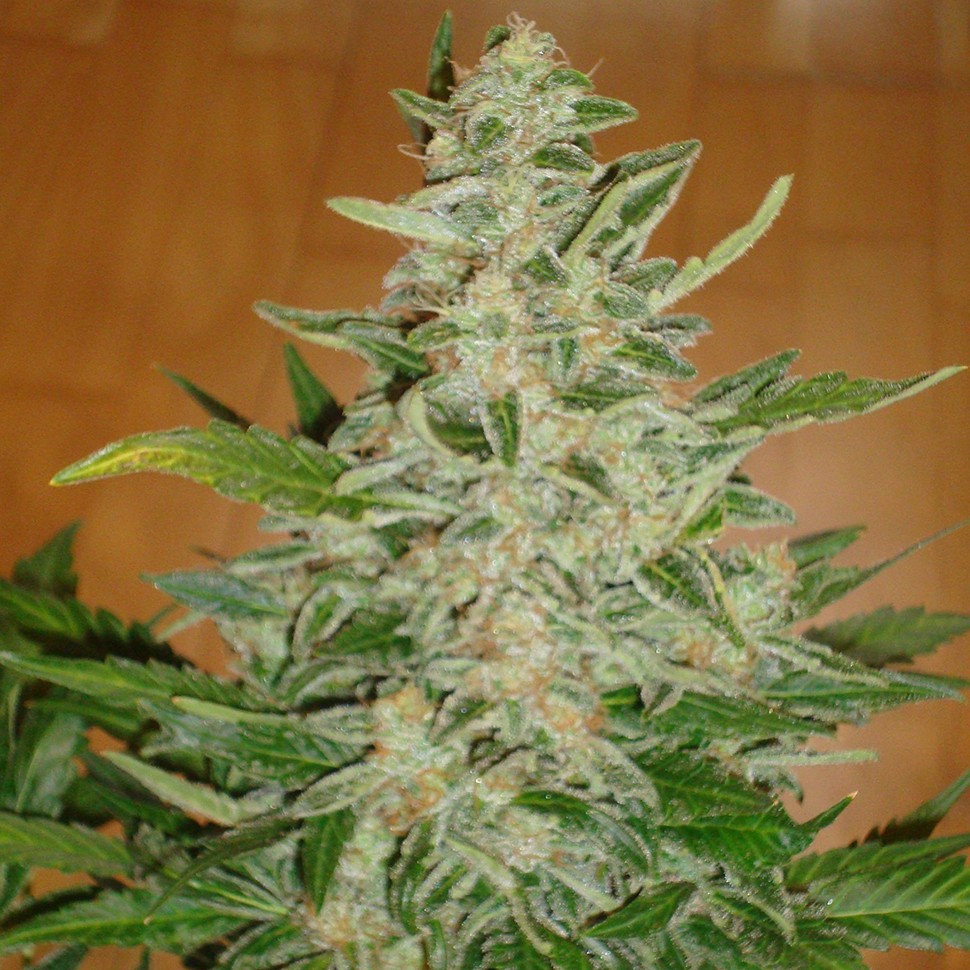 Семена  Auto Moby Dick regular Ganja Seeds