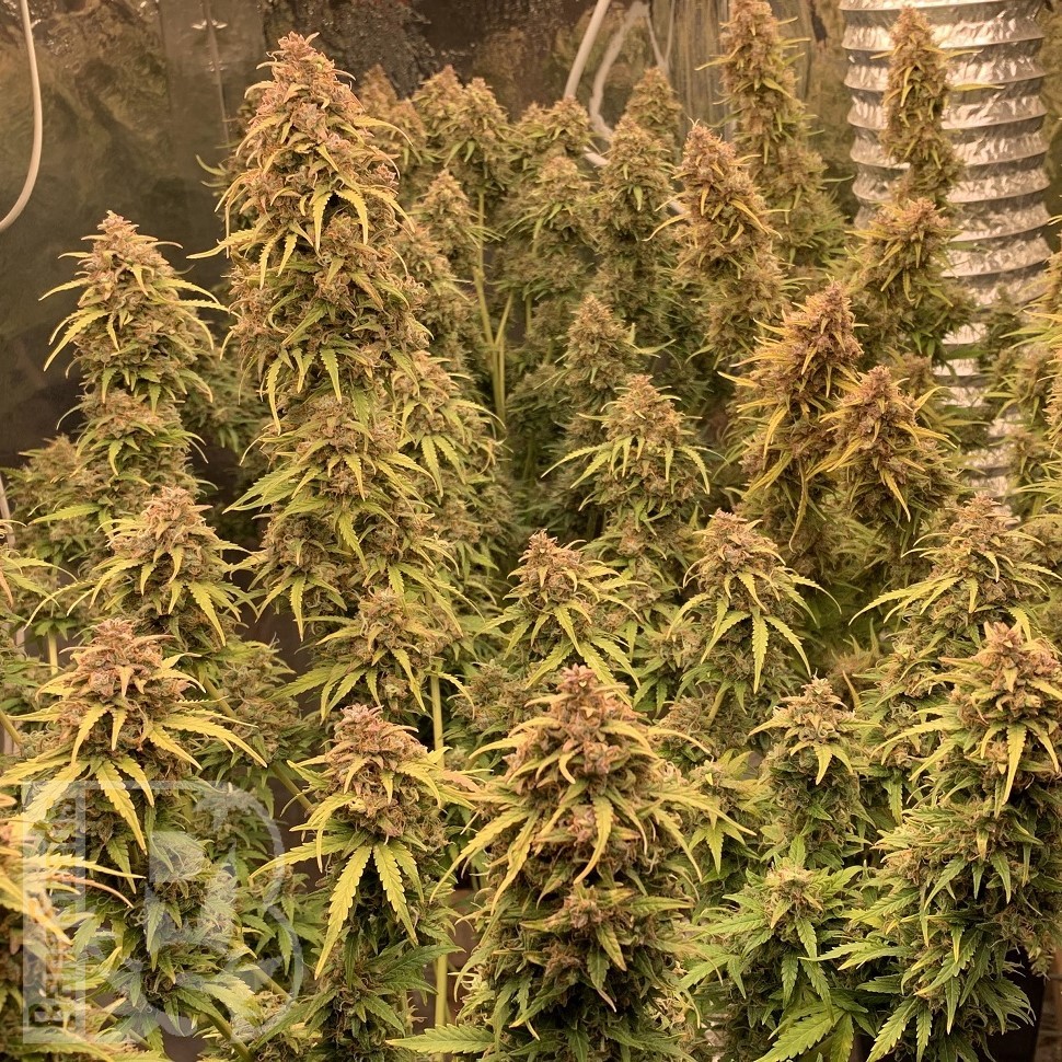 Семена марихуаны  Khan-Shatyr feminised Bang Seeds