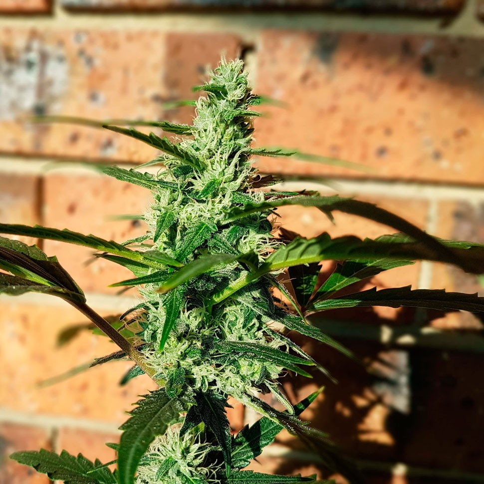 Семена марихуаны  Auto Blow Mind feminised Ganja Seeds