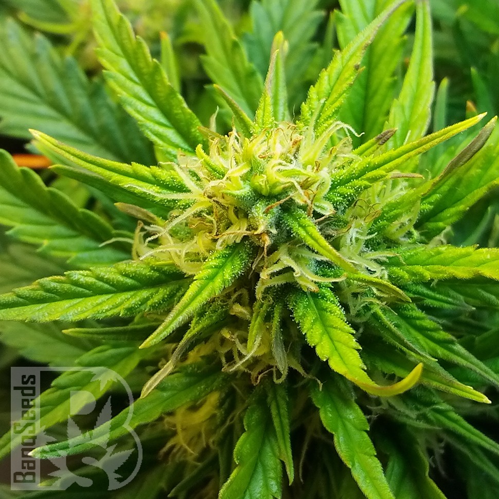 Семена  Auto Jet 47 feminised Ganja Seeds