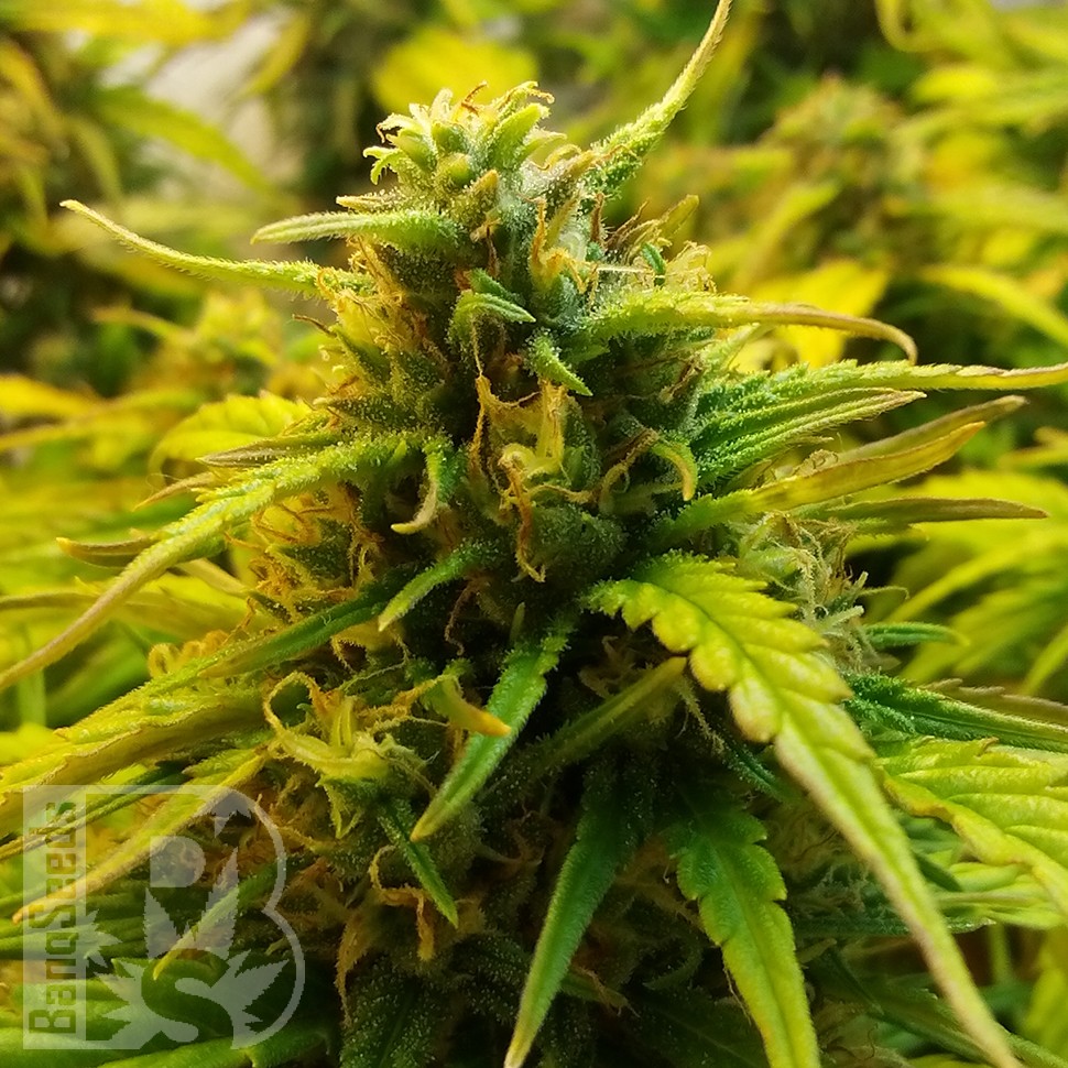 купить семена конопли недорого Auto Jet 47 feminised
