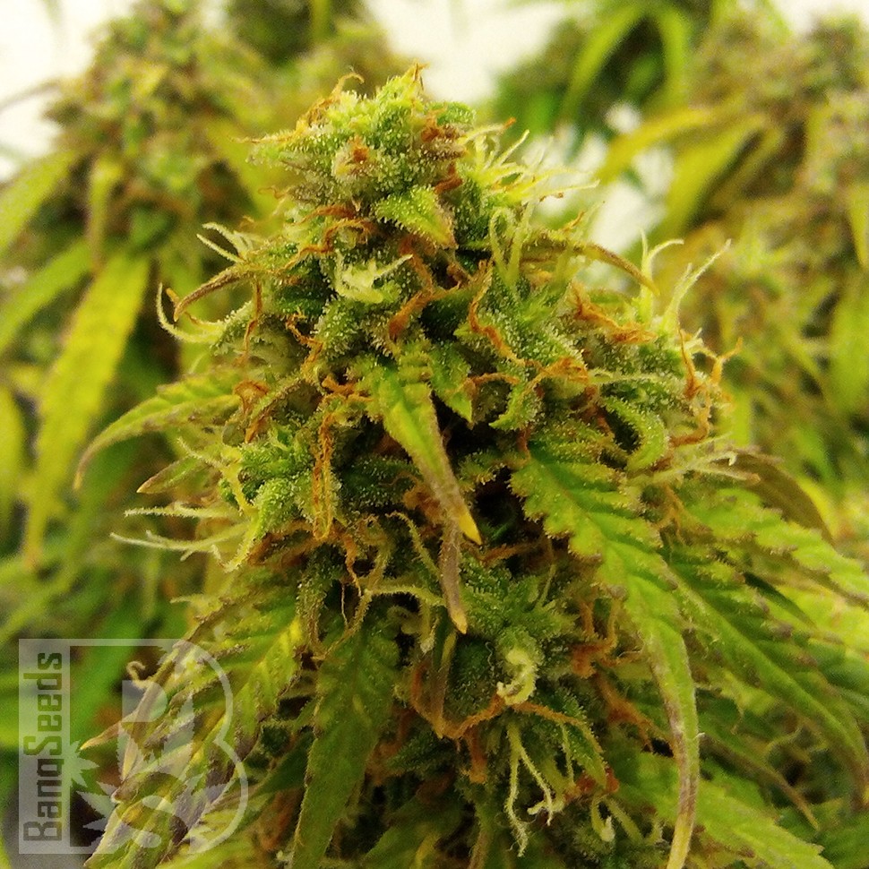 купить семена конопли в оригинальных упаковках Auto Jet 47 feminised