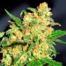 Семена  Bruce Banner feminised Ganja Seeds