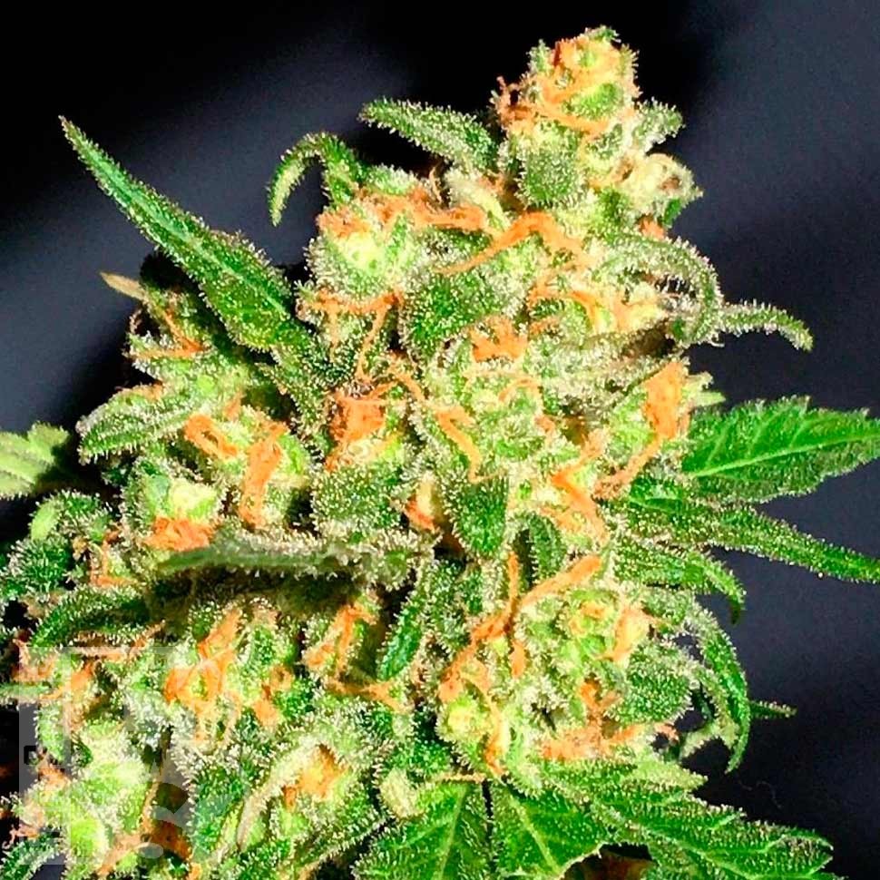 Семена  Bruce Banner feminised Ganja Seeds