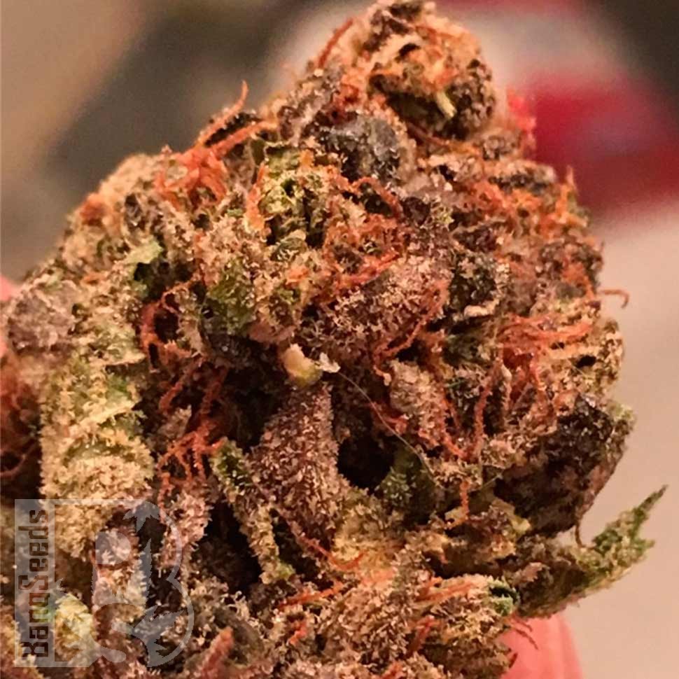 Семена  Bruce Banner feminised Ganja Seeds