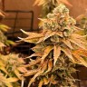 Семена  Bruce Banner feminised Ganja Seeds
