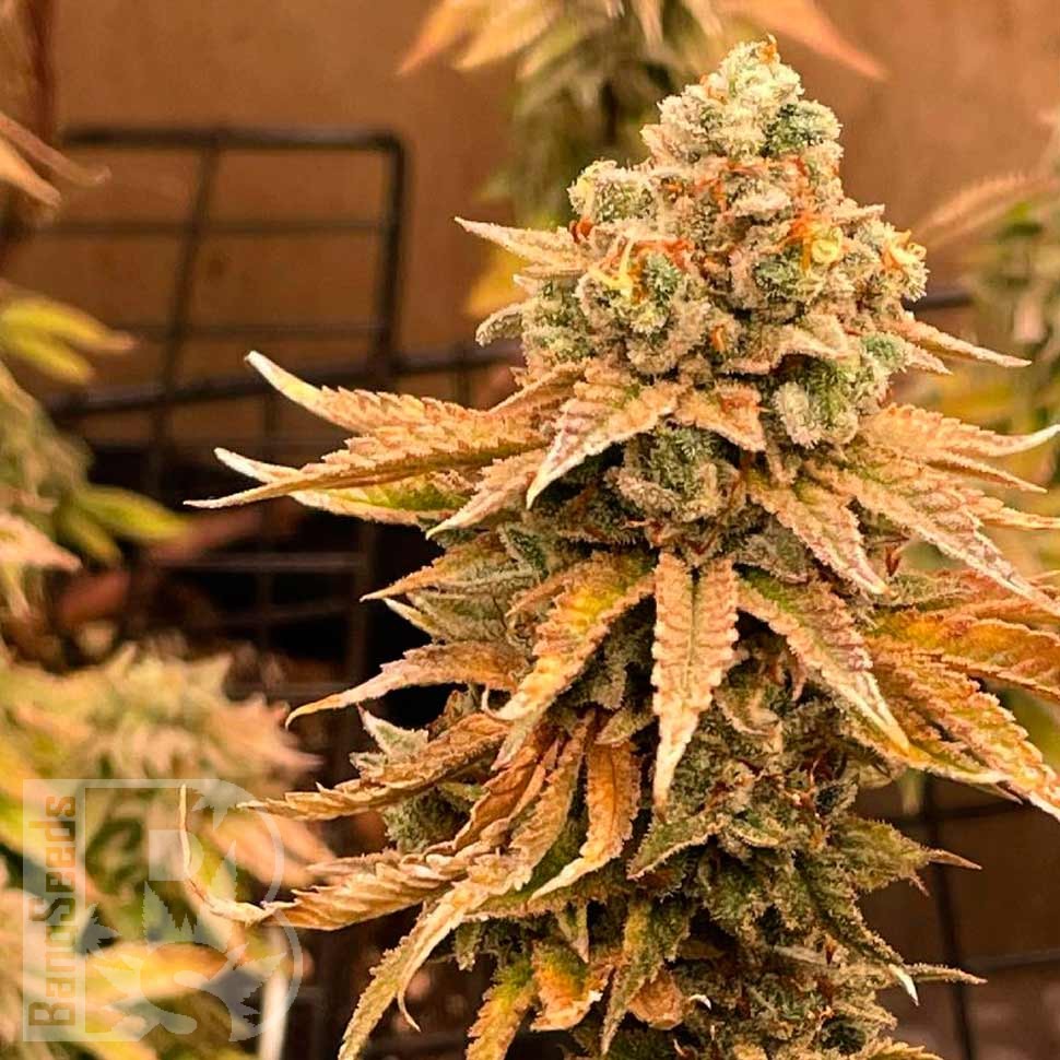 Семена  Bruce Banner feminised Ganja Seeds