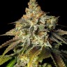 Семена  Bruce Banner feminised Ganja Seeds