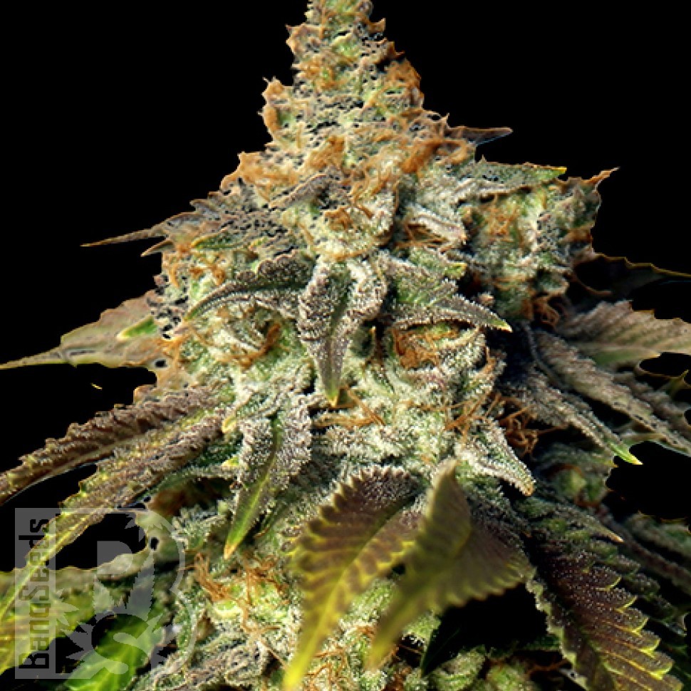Семена  Bruce Banner feminised Ganja Seeds