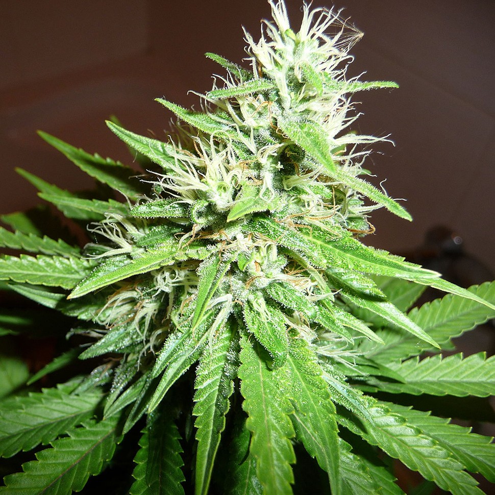 Семена марихуаны  Hawai feminised Ganja Seeds
