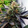 Семена марихуаны  Hawai feminised Ganja Seeds
