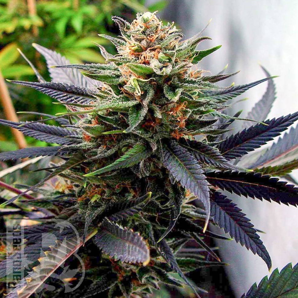 Семена марихуаны  Hawai feminised Ganja Seeds