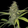 Семена марихуаны  Hawai feminised Ganja Seeds