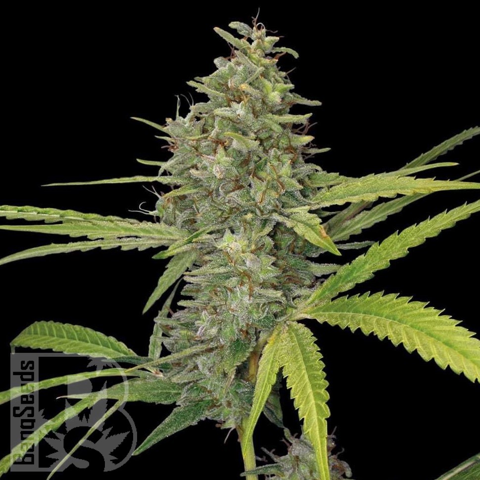 Семена марихуаны  Hawai feminised Ganja Seeds