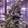 Семена марихуаны  Hawai feminised Ganja Seeds