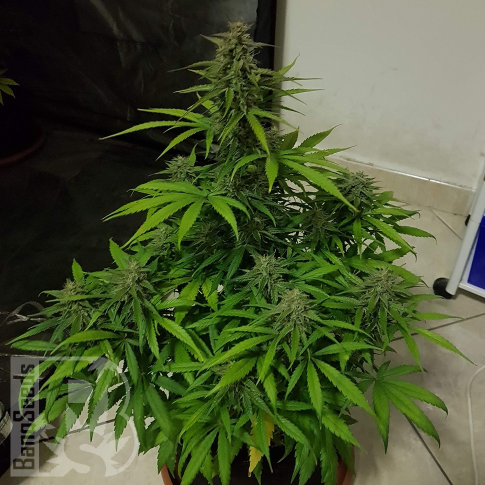 Семена ганжа  Auto Lemon Haze feminised Ganja Seeds