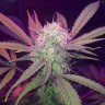 Семена ганжа  Auto Lemon Haze feminised Ganja Seeds