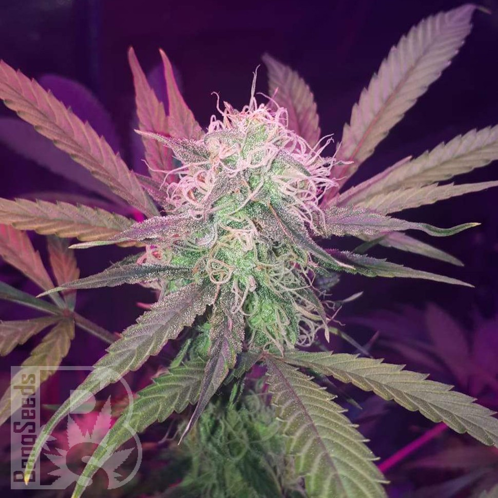 Семена ганжа  Auto Lemon Haze feminised Ganja Seeds