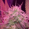 Семена ганжа  Auto Lemon Haze feminised Ganja Seeds