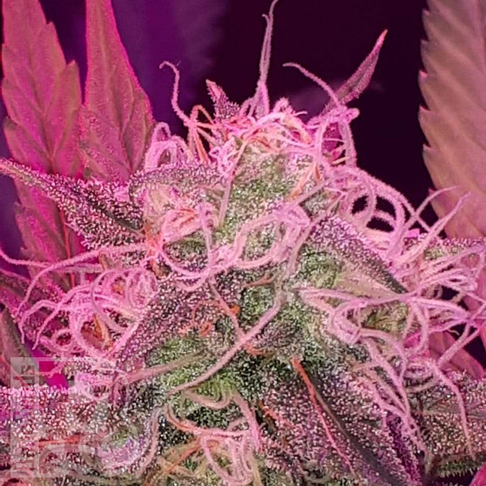 Семена ганжа  Auto Lemon Haze feminised Ganja Seeds
