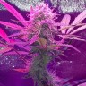 Семена ганжа  Auto Lemon Haze feminised Ganja Seeds