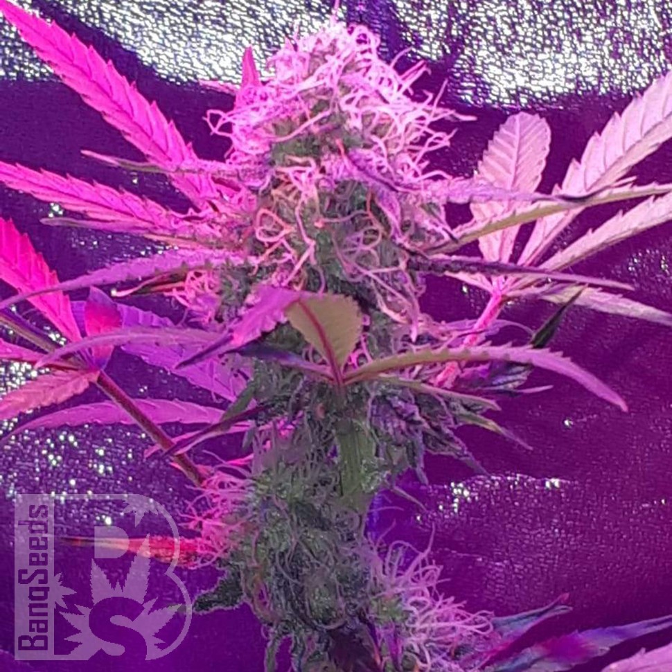 Семена ганжа  Auto Lemon Haze feminised Ganja Seeds