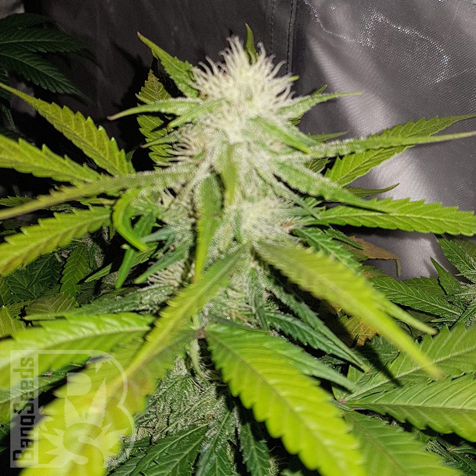 Семена ганжа  Auto Lemon Haze feminised Ganja Seeds