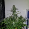 Семена ганжа  Auto Lemon Haze feminised Ganja Seeds