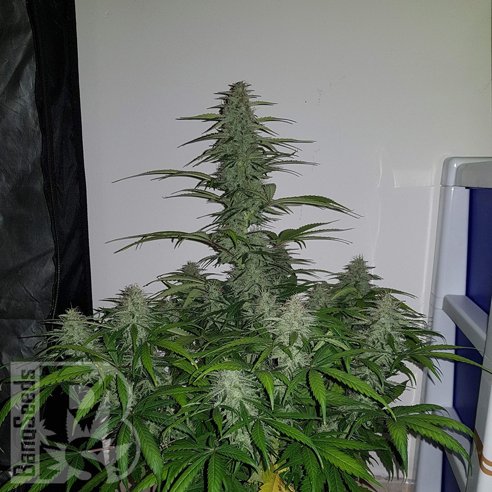 Семена ганжа  Auto Lemon Haze feminised Ganja Seeds