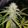 Семена ганжа  Auto Lemon Haze feminised Ganja Seeds