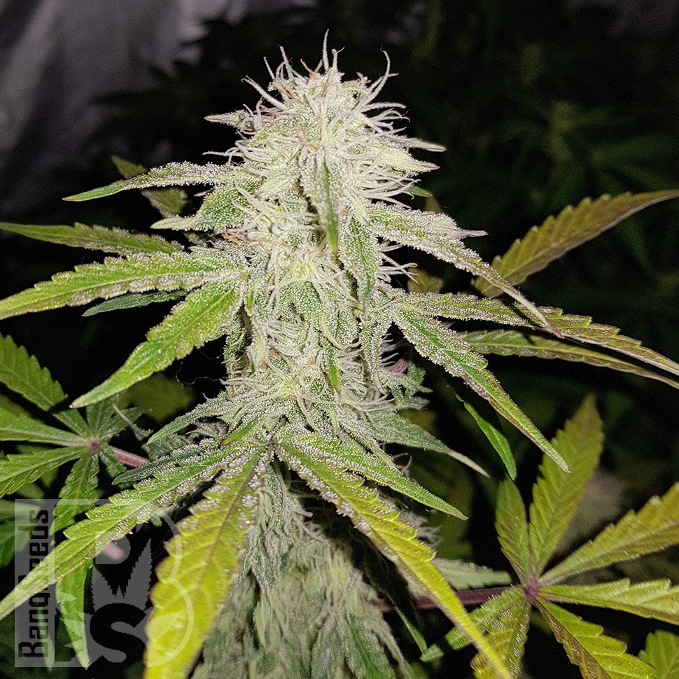 Семена ганжа  Auto Lemon Haze feminised Ganja Seeds