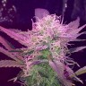 Семена ганжа  Auto Lemon Haze feminised Ganja Seeds