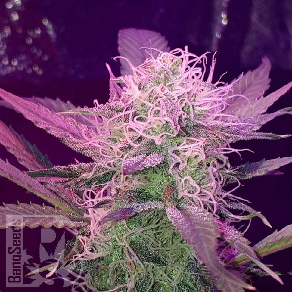 Семена ганжа  Auto Lemon Haze feminised Ganja Seeds