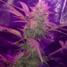 Семена ганжа  Auto Lemon Haze feminised Ganja Seeds