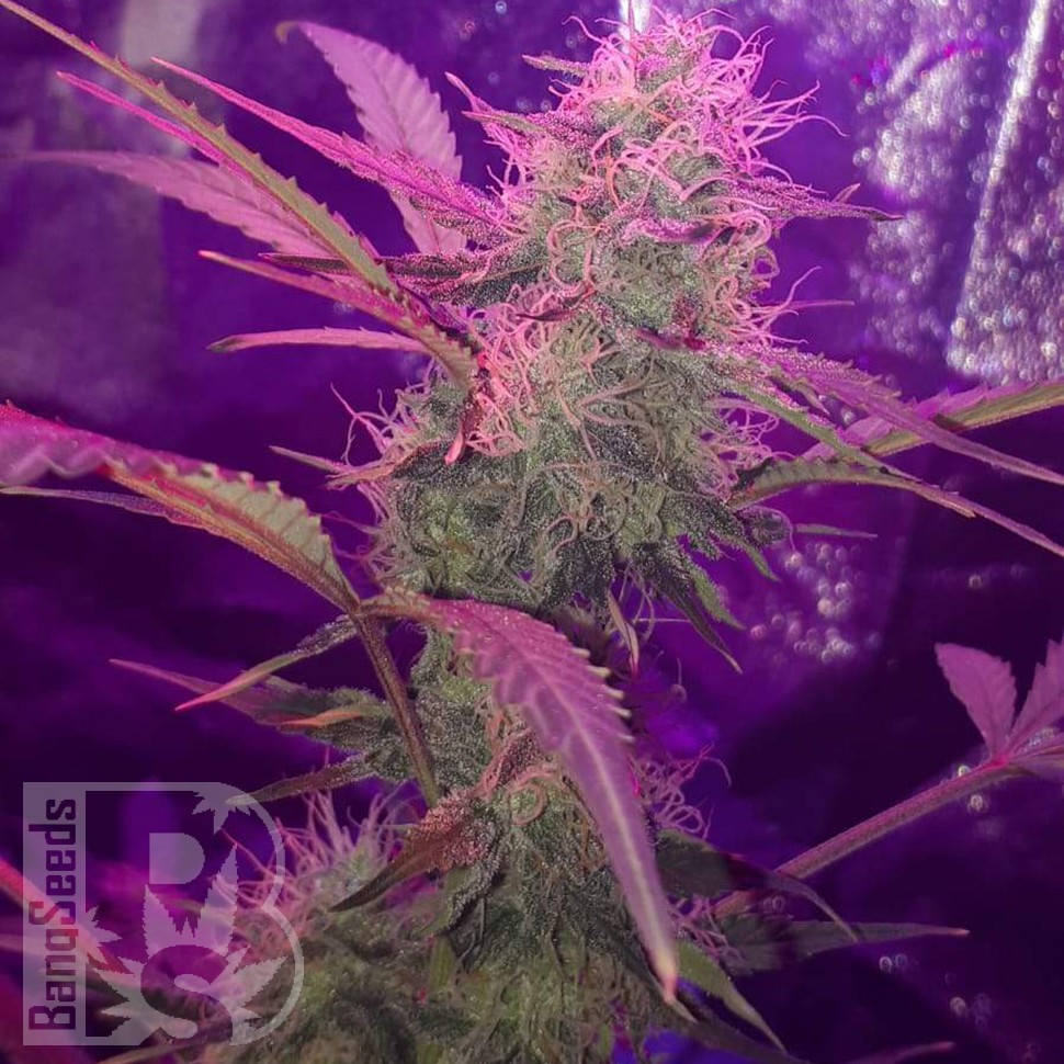 Семена ганжа  Auto Lemon Haze feminised Ganja Seeds