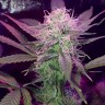 Семена ганжа  Auto Lemon Haze feminised Ganja Seeds