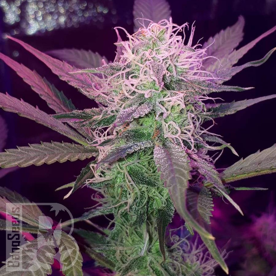 Семена ганжа  Auto Lemon Haze feminised Ganja Seeds