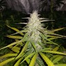 Семена ганжа  Auto Lemon Haze feminised Ganja Seeds