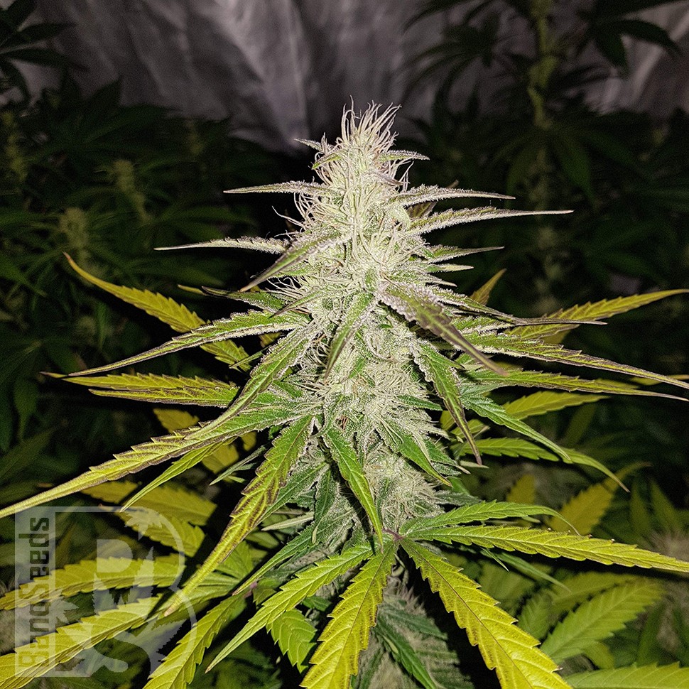 Семена ганжа  Auto Lemon Haze feminised Ganja Seeds