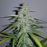 Семена ганжа  Auto Lemon Haze feminised Ganja Seeds