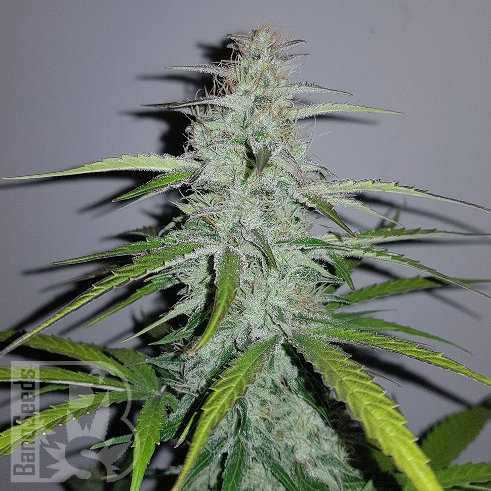 Семена ганжа  Auto Lemon Haze feminised Ganja Seeds