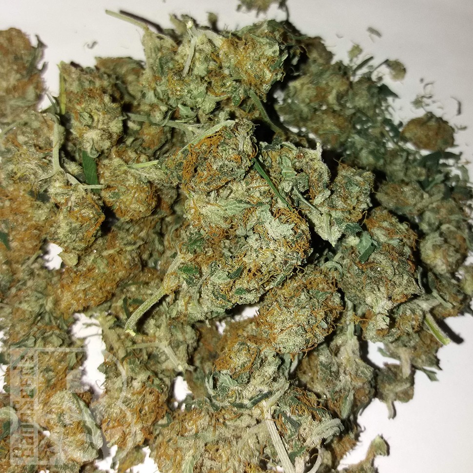 Семена ганжа  Auto Lemon Haze feminised Ganja Seeds