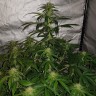 Семена ганжа  Auto Lemon Haze feminised Ganja Seeds