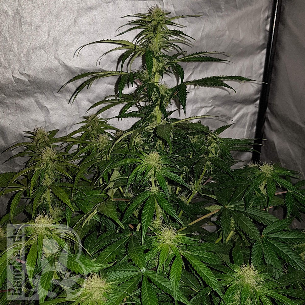 Семена ганжа  Auto Lemon Haze feminised Ganja Seeds