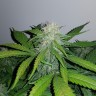 Семена ганжа  Auto Lemon Haze feminised Ganja Seeds