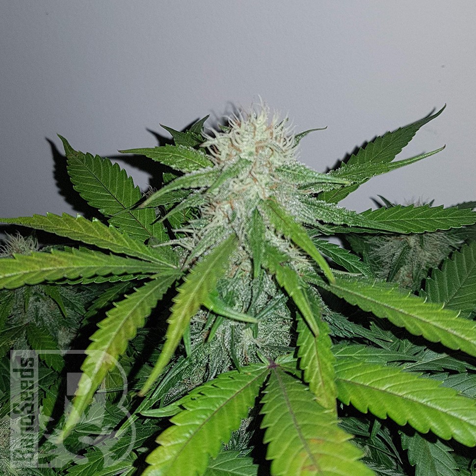 Семена ганжа  Auto Lemon Haze feminised Ganja Seeds