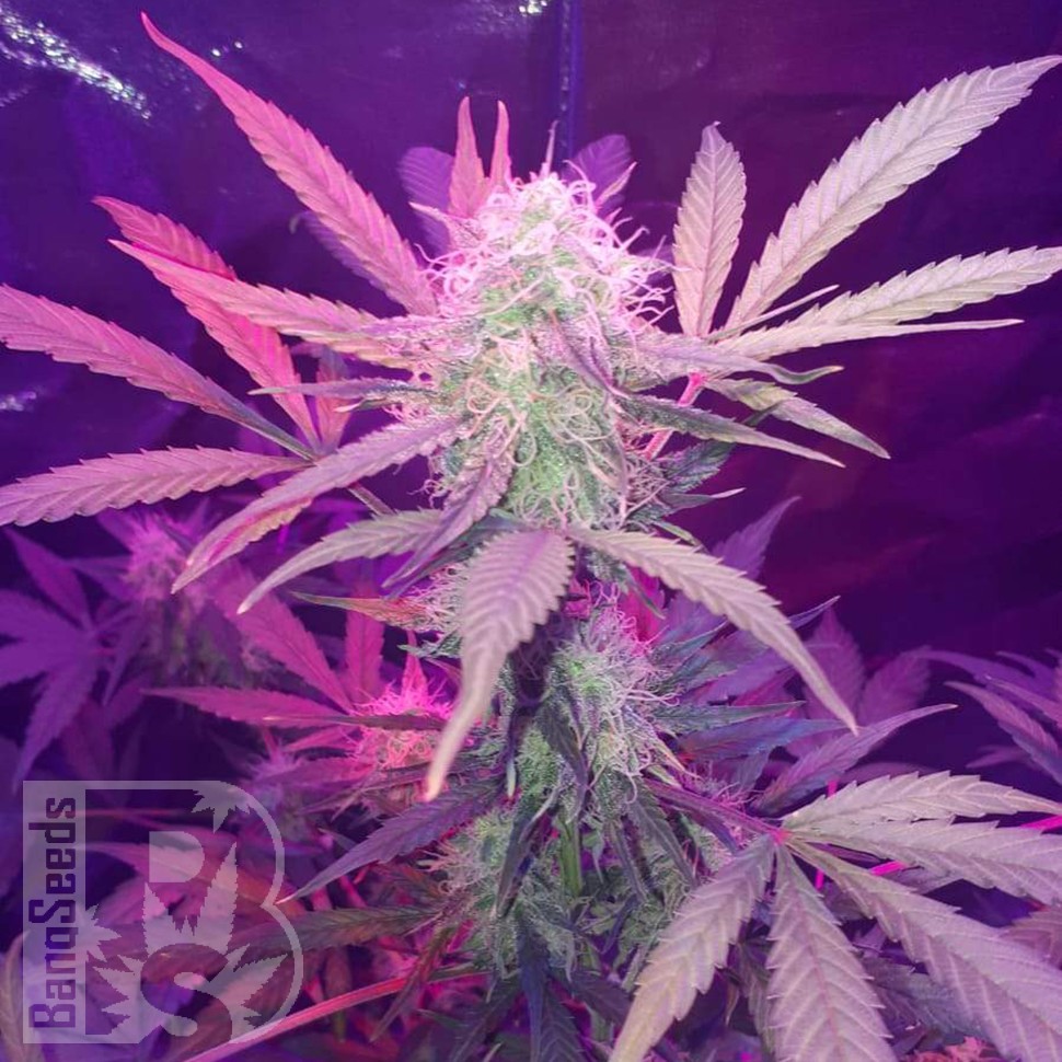 купить урожайные семена конопли Auto Lemon Haze feminised