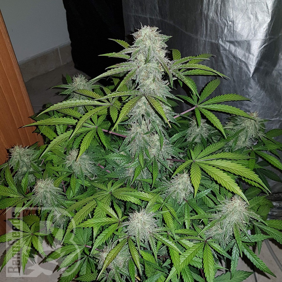 Семена ганжа  Auto Lemon Haze feminised Ganja Seeds