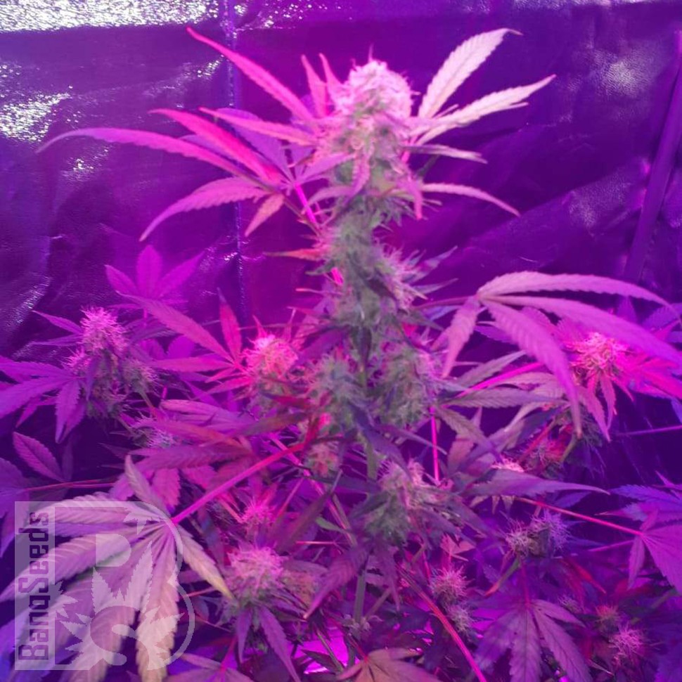 купить семена конопли феминизированные Auto Lemon Haze feminised