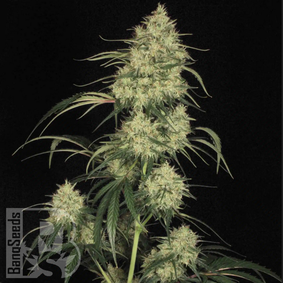 Семена конопли  Atomical Haze feminised Ganja Seeds